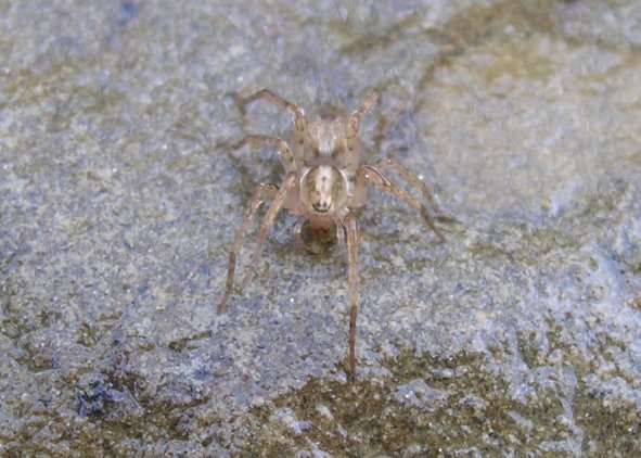 Identificazione ragnetto (Anyphaena sp.)